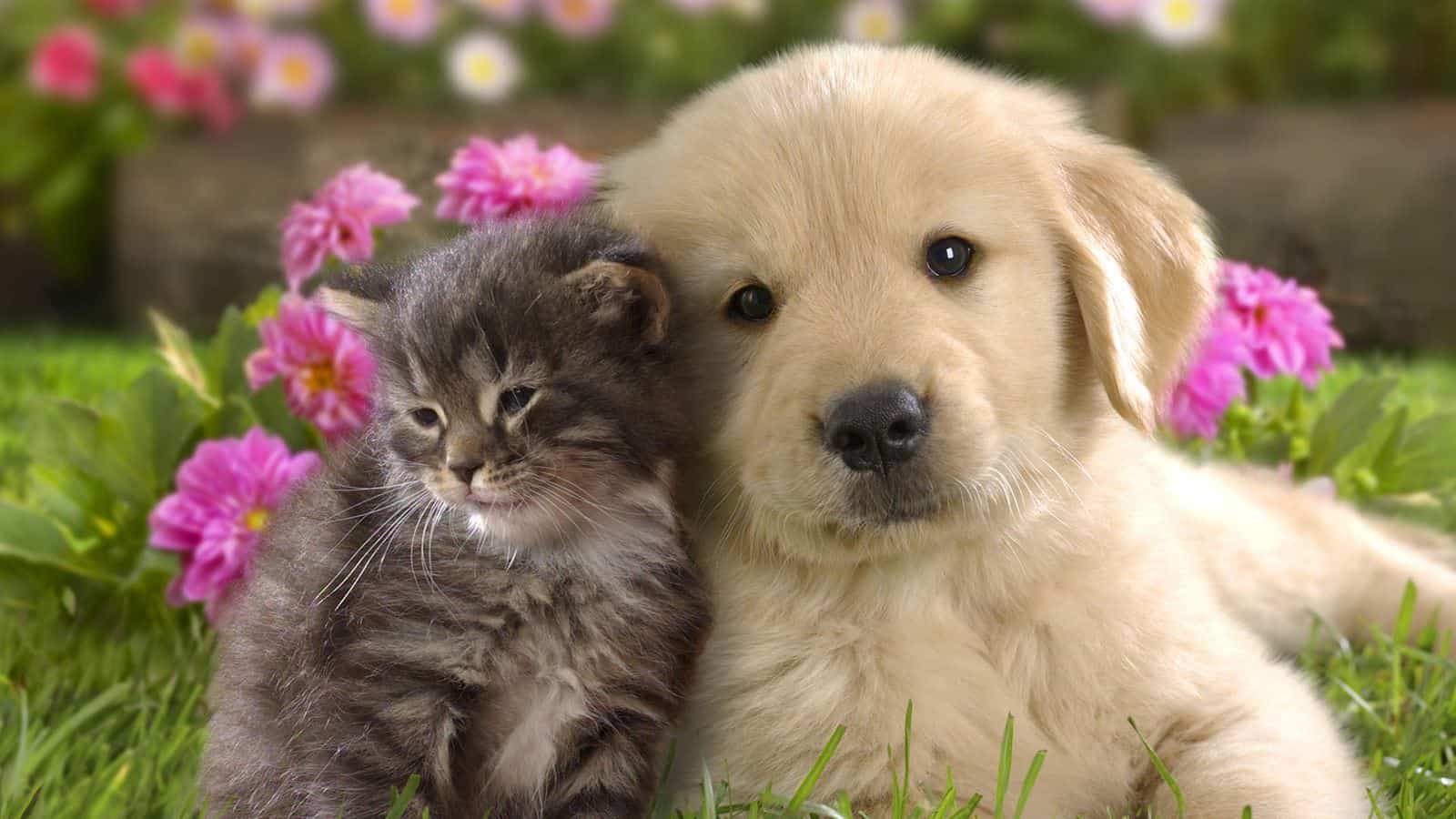 Very cute cat and dog together.